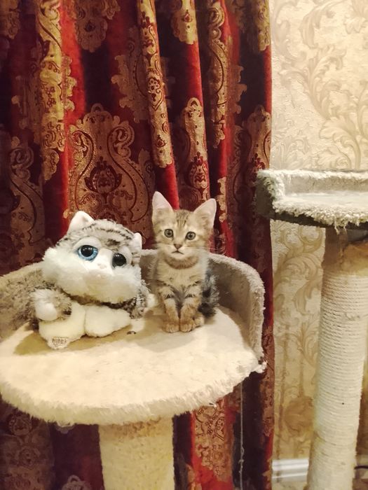 Отдам котёнка в хорошие руки 2 месяца