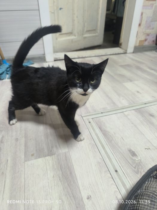 Котёнка 5-6месецев