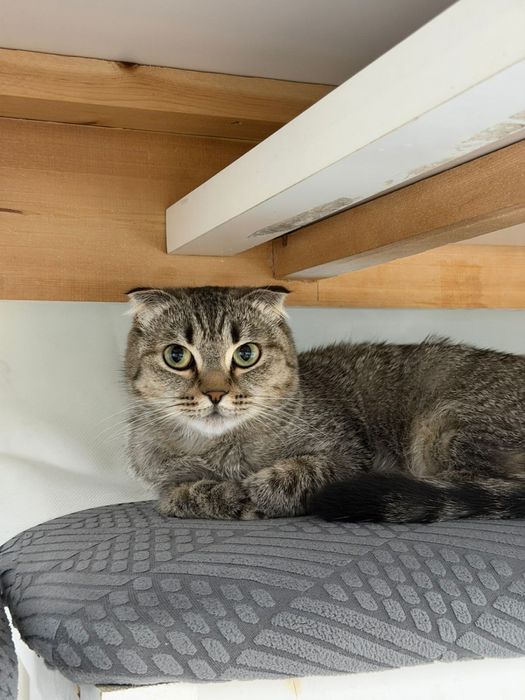Кошка шотландская вислоухая