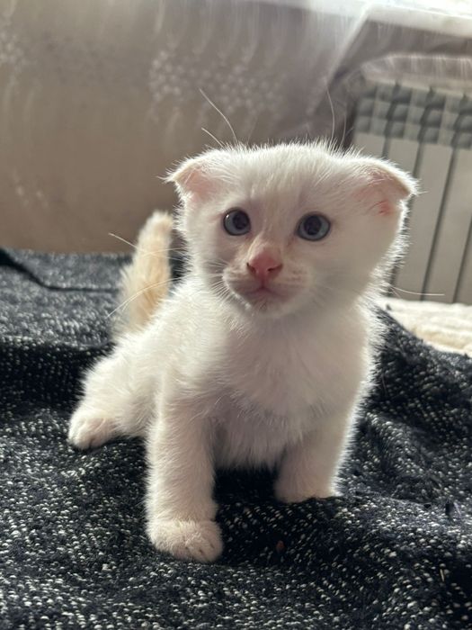 Котенок мальчик.