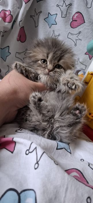 Котёнок Кузя вислоушка