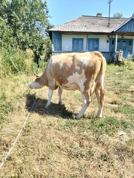 Vând vaca gestanta