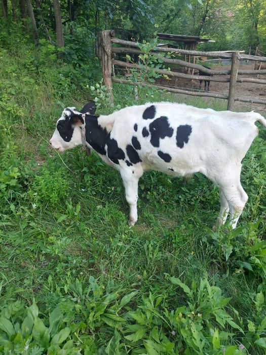 Vand tăuraș bun de ținut.