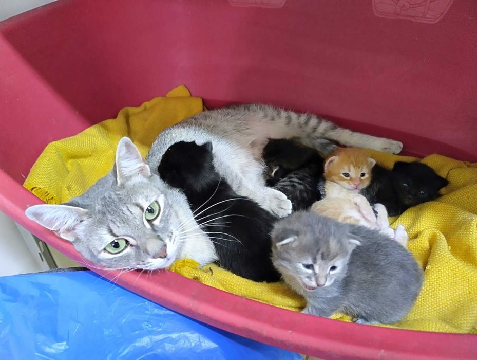 Подарявам шест прекрасни котета