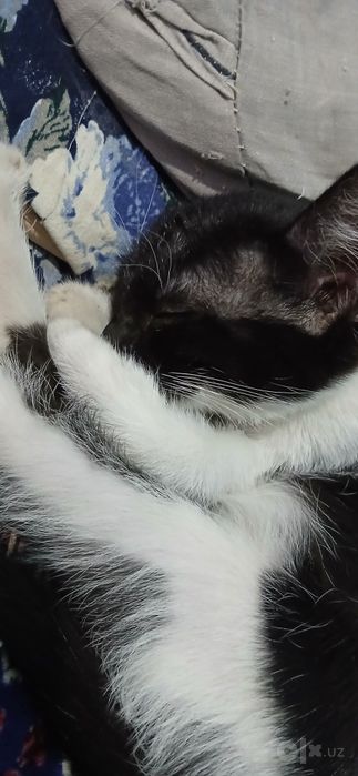 Котёнок в хорошие руки