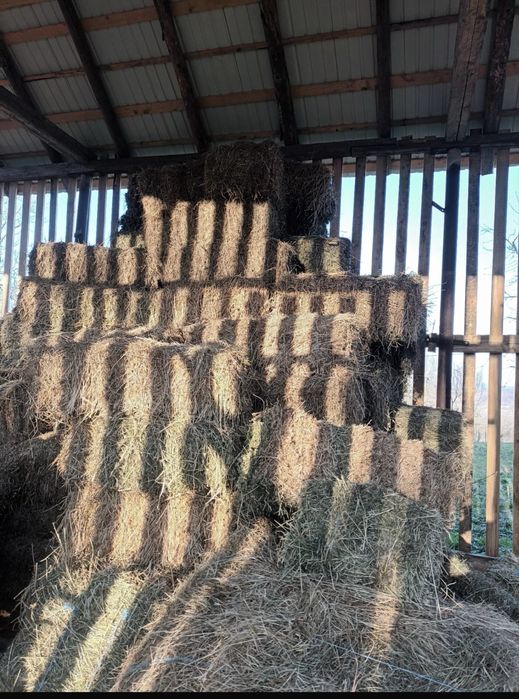 Vând baloți de lucerna!