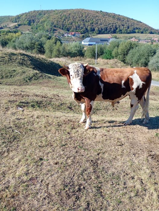 De vânzare taur de vacă