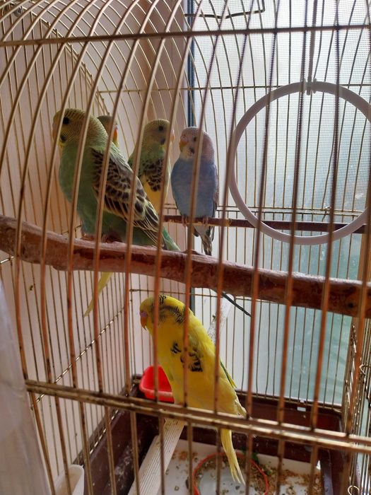 Papagali perusi mai multe culori tineret