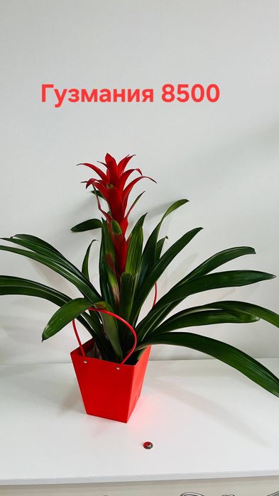 Комнатные цветы красивые,ухоженные