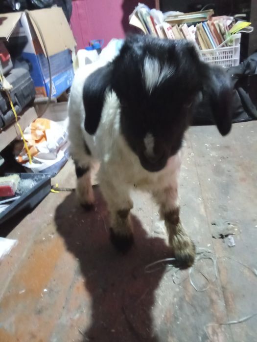 Козлёнок крупный