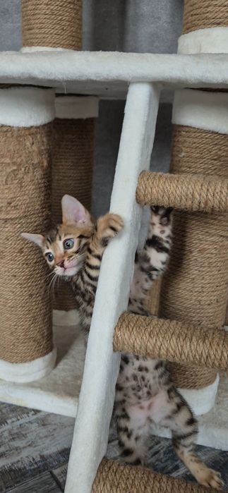 Бенгальские котята