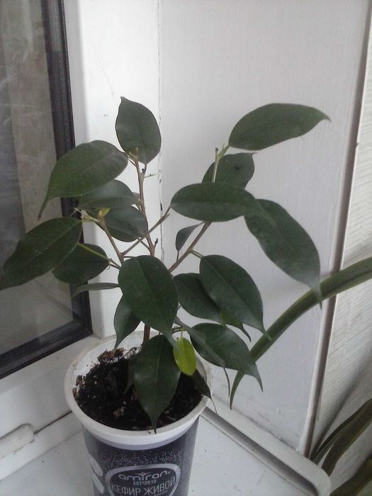 Фикус Бенджамина