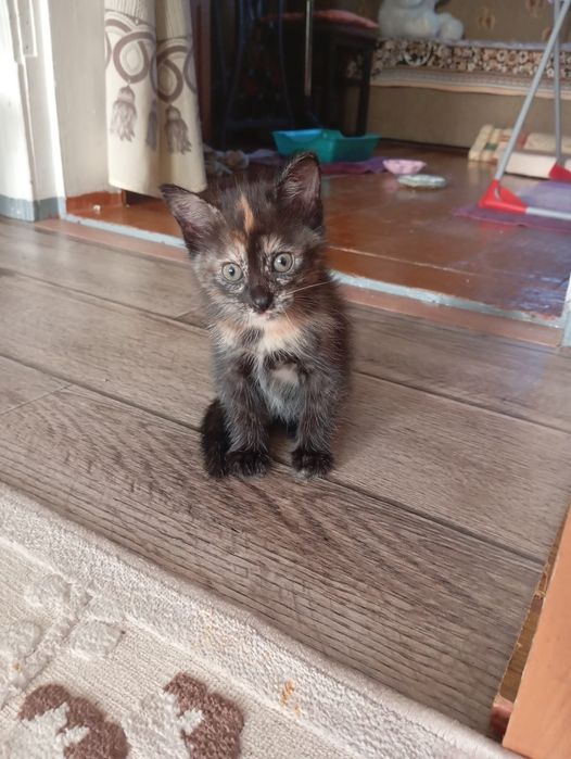 Ищут дом пушистые комочки!