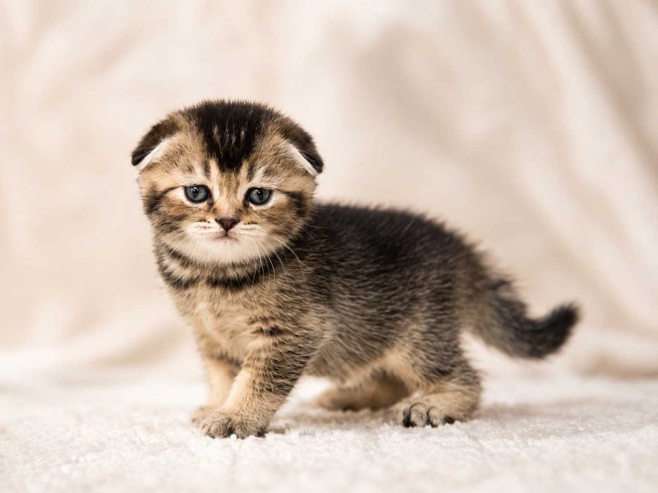 Маленькое счастье для семьи-Шотландские вислоухие котята Scottish Fold