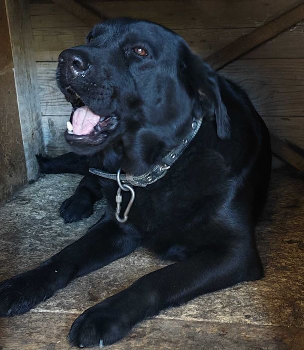 Продается лабрадор
