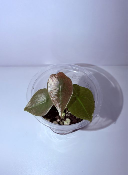 Алоказия, комнатные растения, комнатные цветы