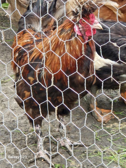 Pasari de casa Românești