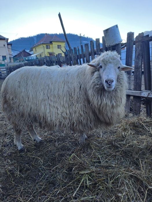 Schimb berbec pe 2 oi