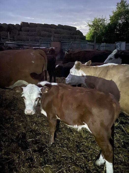 Продам  бычка подсосного 4 месяца