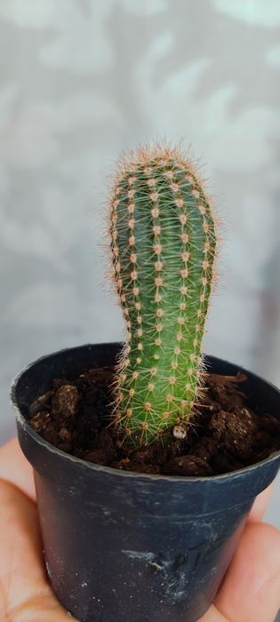 Суккуленты,  разные, кактусы
