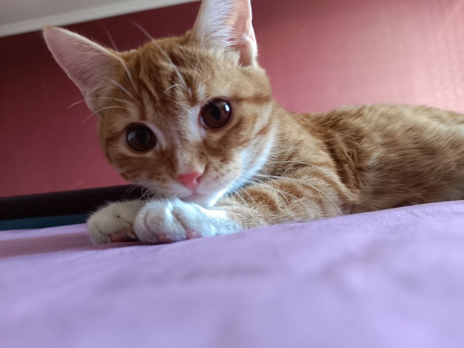 Котик 6-7 месяцев, мальчик