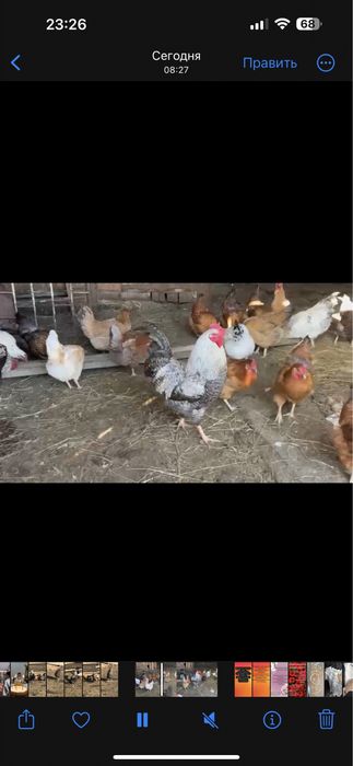 Продам инкубационные яйца