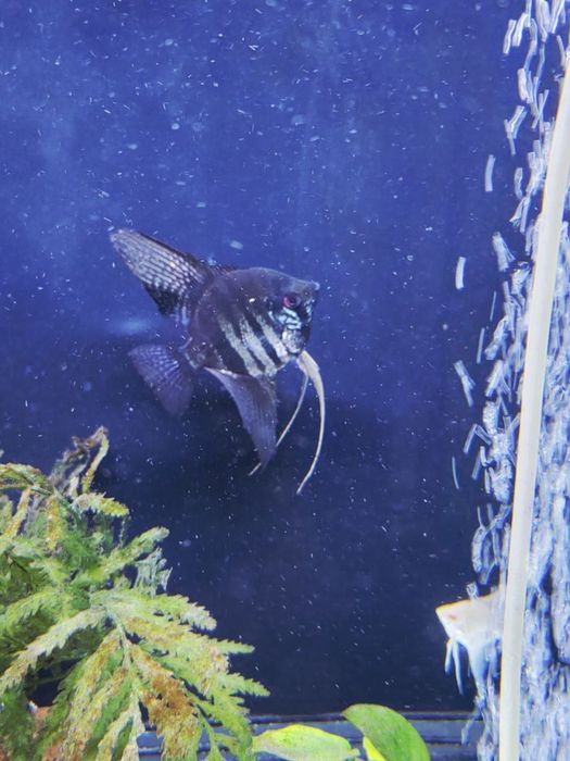 Tigroviy kloun skalariy