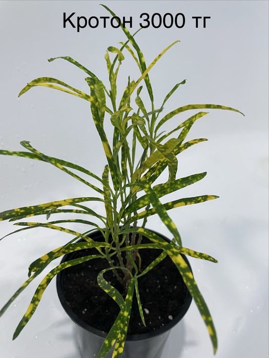 Комнатные растения