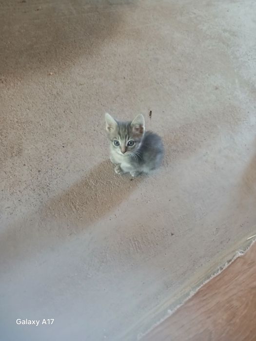 Mushuk bolalari 2 ōğil 2qiz