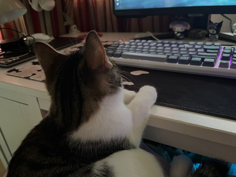 Котёнок подросток в добрые руки