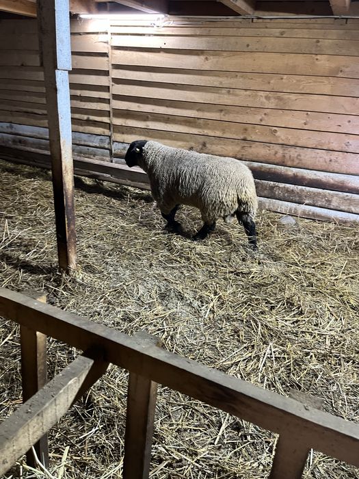 Berbec Suffolk nascut in ianuarie 2023