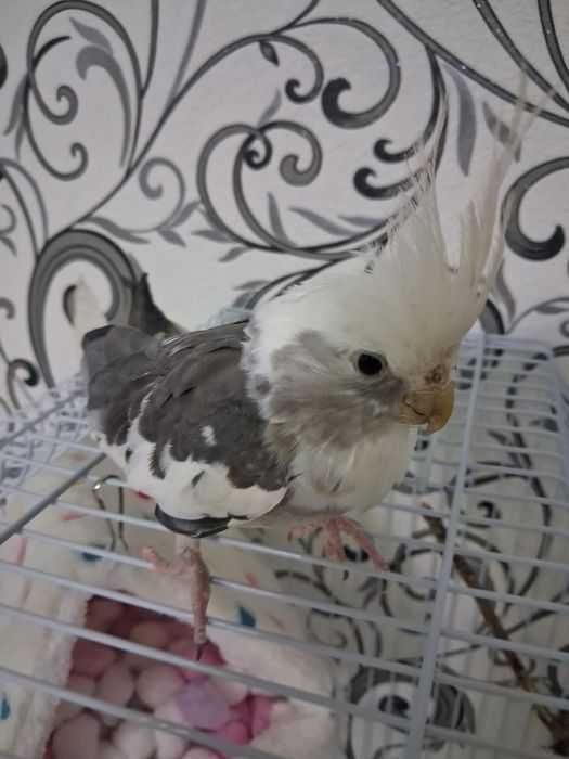 Попугай.  корелла