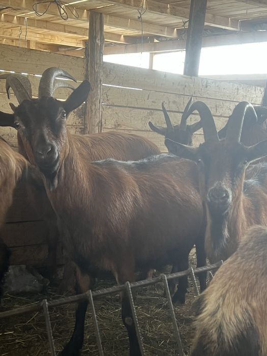 Vând capre de rasă