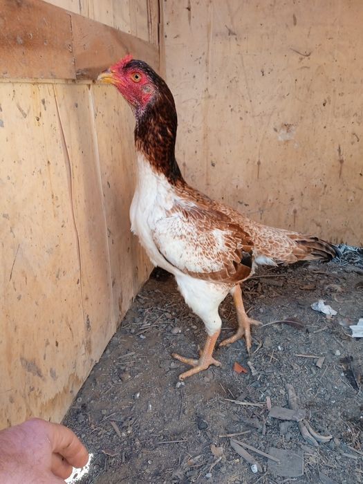 Продам дакан курицу