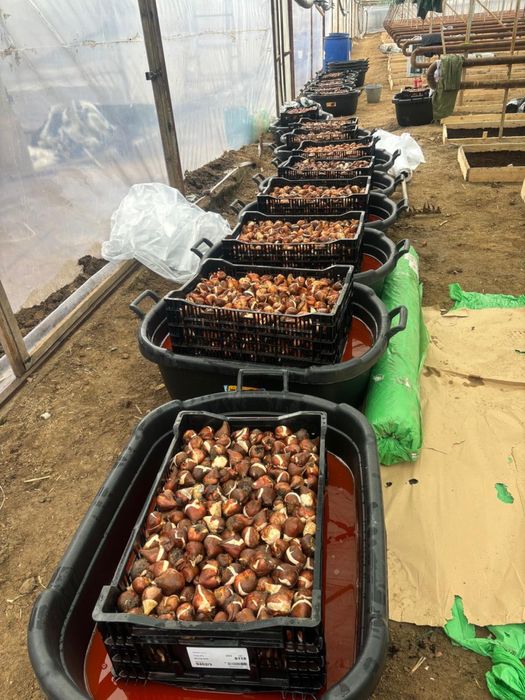 Тюльпаны крупные оптом