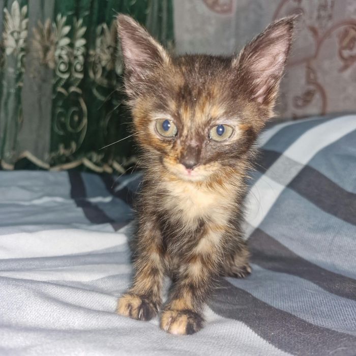 Котятки ищут семью