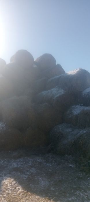 Продам сено житняк. Цена 4000