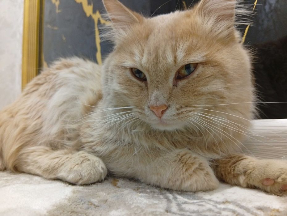 Котёнок добрым рукам