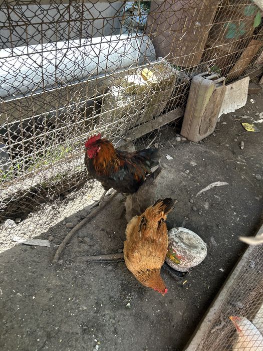 Продам   Петуха