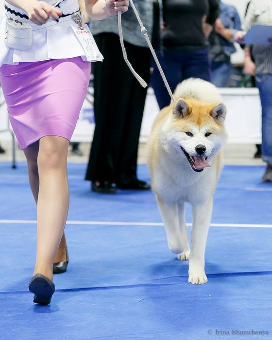 Кобель японской акиты ину