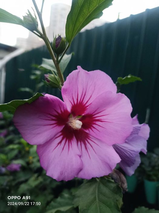 Травянистый гибискус