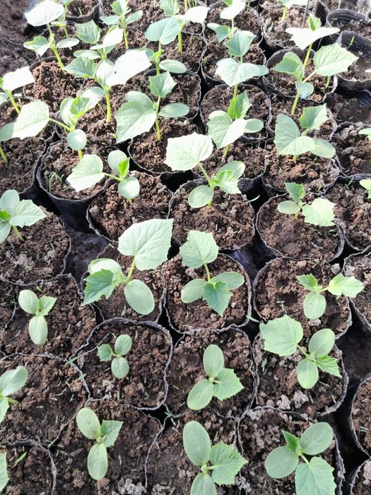 Рассада огурцов пикалино ф1