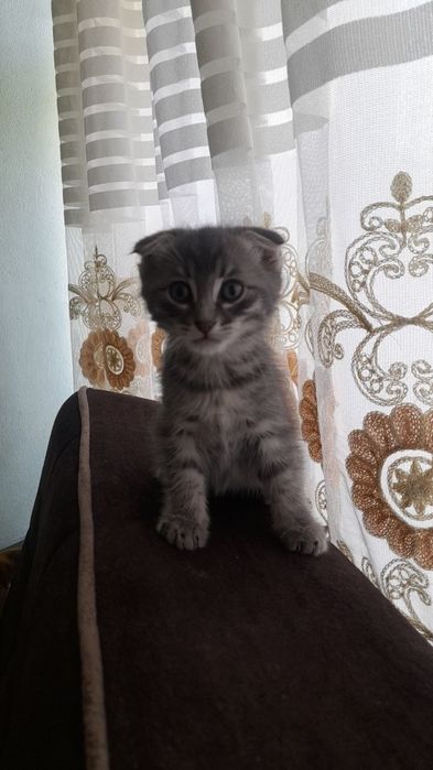 Кошка 2 месяца продается