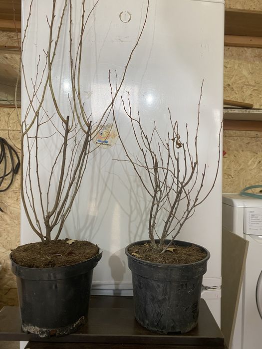 Продам Кизильник