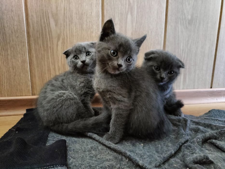 Шотландские котята