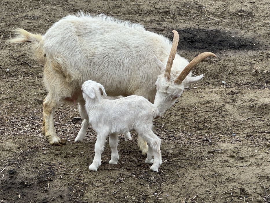 орыс ешкі сүтті  2лақ