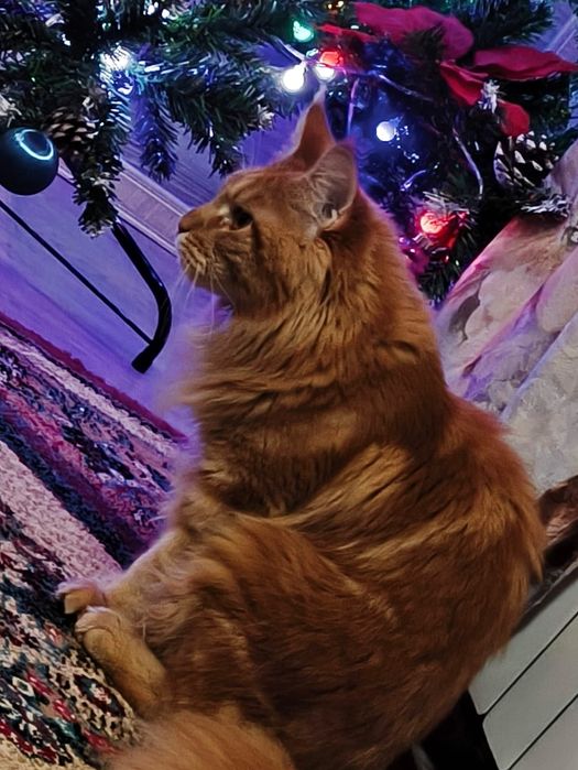 Кот (кошка, котёнок) мейнкун