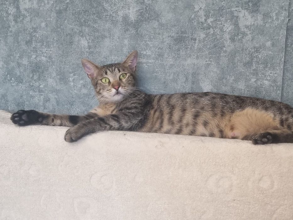 Pisica de adoptat, pisica superba pentru adoptie, afoptie pisicuta