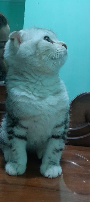 Зотдор тоза кон мушукча сотилади.     Продаётся котёнок