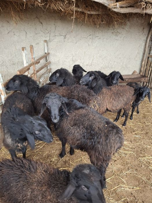 Buxoro shahrida va tumanlarda boʻlganlar uchun qoʻylar sotiladi.